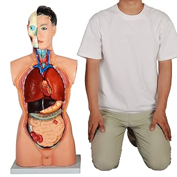 Amazon.co.jp: [JUEKO]人体模型 男性モデル [全18パーツ 85